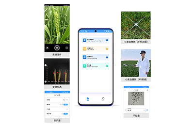 昭通市小麦亩穗数分析仪IN-XM02