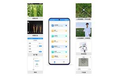 昭通市小麦表型测量仪IN-XM05